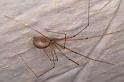 Pholcus_phalangioides_D6051_Z_87_Les Gris_Frankrijk